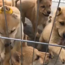 精品柴犬喜欢的下单哦