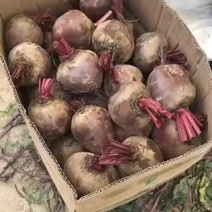 甜菜根红菜头供应市场货加工厂电商全年不断货