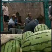 沙漠一号，保质保量，保沙保甜
