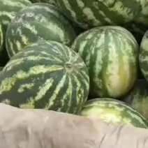 高亢118，保质保量，
