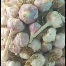 正宗河北大名老淤土地精品蒜种