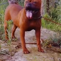 四川川东猎犬牧羊犬川东猎犬杜高马犬