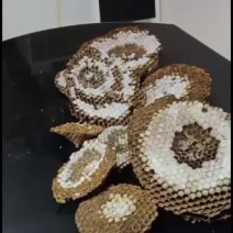 土蜂大金环新鲜有货
