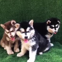 哈士奇宠物犬幼犬二个月三个月四个月对外出售🔥