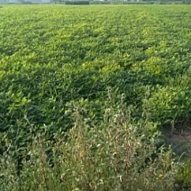 鲜花生带壳过筛子大量供应产地直户