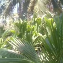 太国金椰椰子苗，假一赔十，