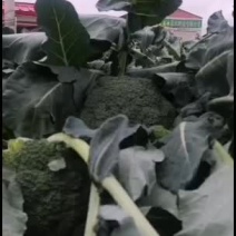 精品西兰花大量上市中！！！！
