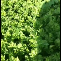 西芹高原夏菜质量好颜色正有需要的老板联系我