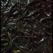 黄鳝鱼苗，白鳝鱼苗，大量现货批发货。欢迎全国客户订购