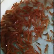 红鲤鱼，锦鲤鱼品种优良氧气发货欢迎全国客户前来订购