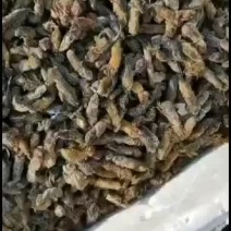 昆虫类～蝼蛄一手货源