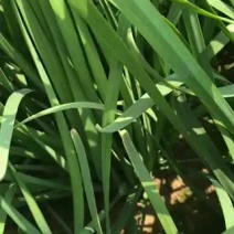 优质韭菜，大量货源！