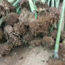 4至6公分绿化楠竹用
