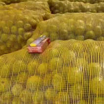 青皮核桃青皮品种优良