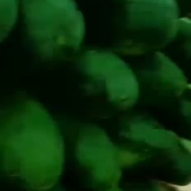 四川省安岳县青皮冬瓜