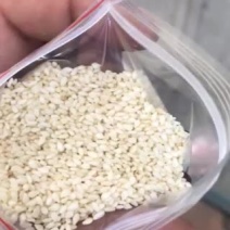 芝麻仁白芝麻黑芝麻芝麻酱香油