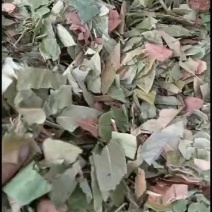 广西产野生葫芦茶，无霉，颜色好