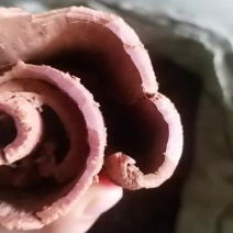 越南油桂