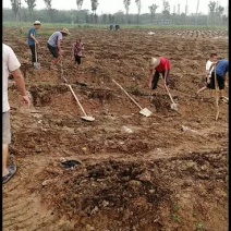 绿化/栽植/土建人工劳务