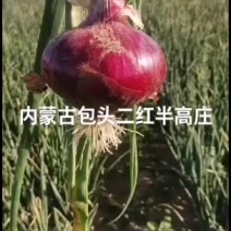 内蒙古包头市二红半高庄洋葱