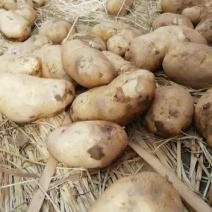 山西忻州忻府区大量出售土豆等