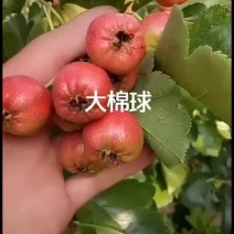 早熟大棉球山楂己成熟