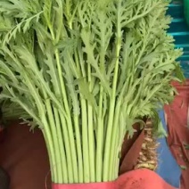 【超市专供】精品茼蒿可打小捆常年大量供应