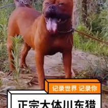 正宗大体川东猎犬出售杜高下司黑狼马犬。德国比特