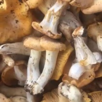 内蒙古深山野生牛肝菌鸡油菌，农户自采自销！