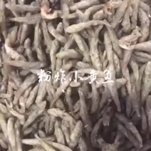 粉炸小黄鱼一手货源一年四季有货