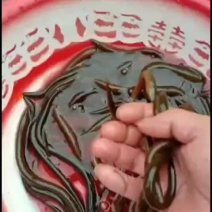 优质正大九号黄鳝苗，无病毒，长势快，成活率高，包技术，