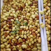 马牙枣即将大量上市，大量货源，诚信经营