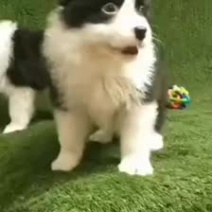 精品边牧喜欢的下单哦