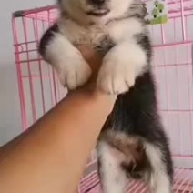 精品哈士奇喜欢的下单