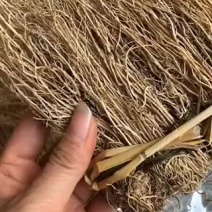 粤北山区韶关龙须根又名养肝草，煲汤食材