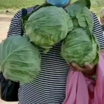 张家口市康保县反季节蔬菜