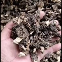 羊肚菌纯野生原味的想法的联系下单