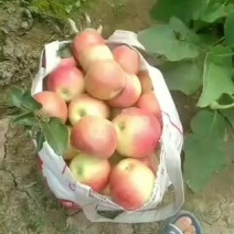 美八苹果颜色漂亮口味纯正脆甜个头大要的联系自家果园