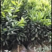 柚子苗贡水白柚苗