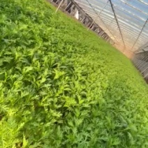 茼蒿（蒿子秆）产地直销每天大量采收不断货