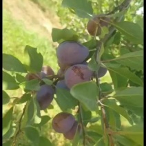 新疆法兰西西梅甜果子个头大可视频看货口感甜，脆
