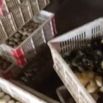 大种黑番鸭苗靓苗良心商家长期供应量大从优