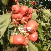 供应大棉球山楂大红果