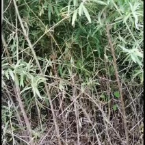 两年沙棘苗50公分起步