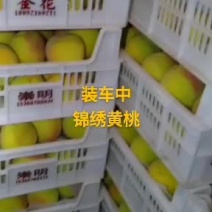 上海崇明区锦绣黄桃基地