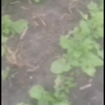 黑龙江的水果大萝卜预订中