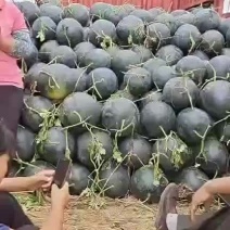 黑无籽西瓜