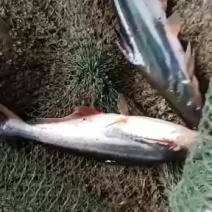 淡水鱼类湄公河品种巴沙鱼