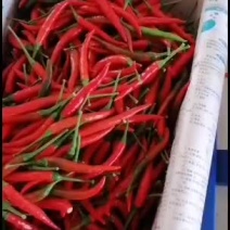 【精选】天香艳红小米椒剁椒原材料一手货源产地直供欢迎来电