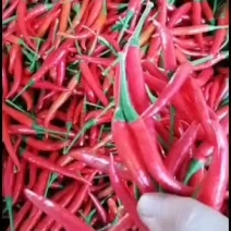 【推荐】河南天香艳红小米椒青小米椒大量上市产地